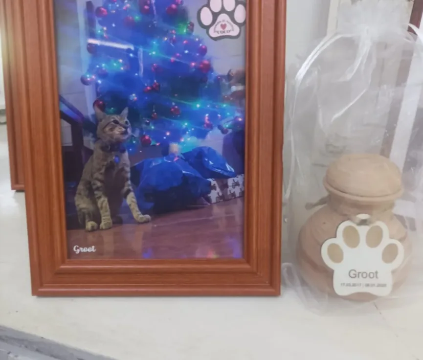 Fotografía conmemorativa y urna de Groot
