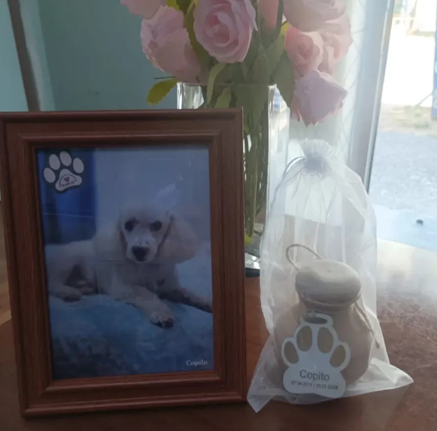Fotografía conmemorativa y urna de Copito